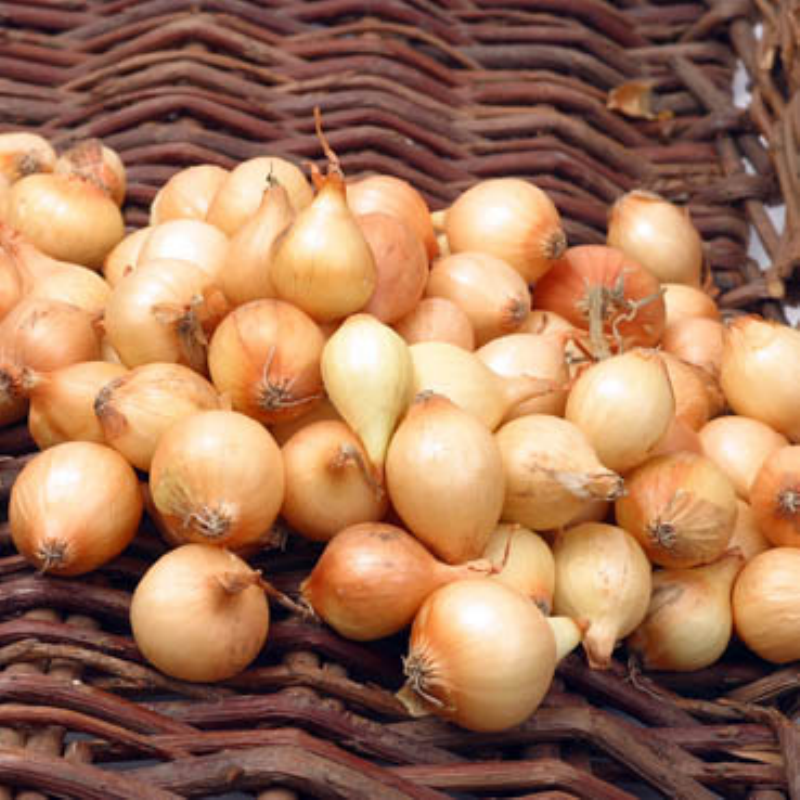 Plantuien Stuttgarter Riesen 100g