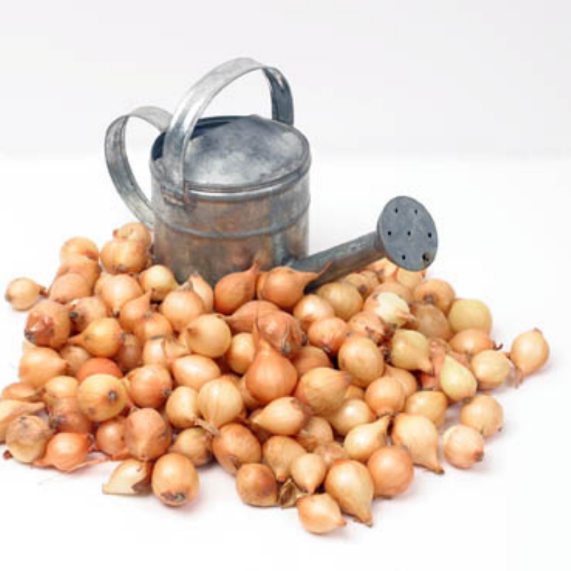 Plantuien Stuttgarter Riesen 250g