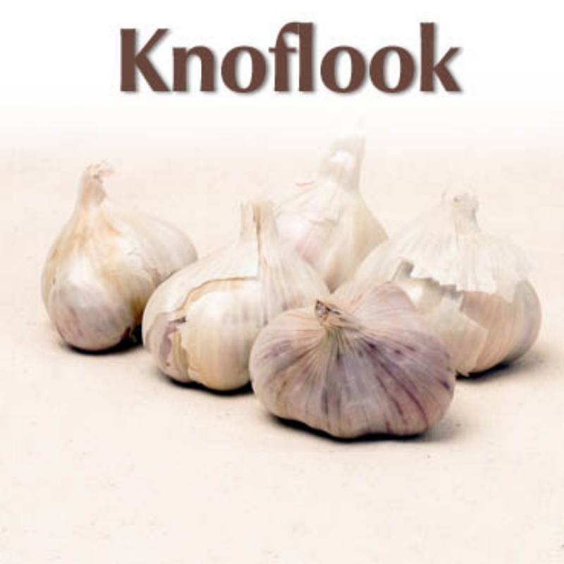 Plantknoflook Blanke Reuzen 5st