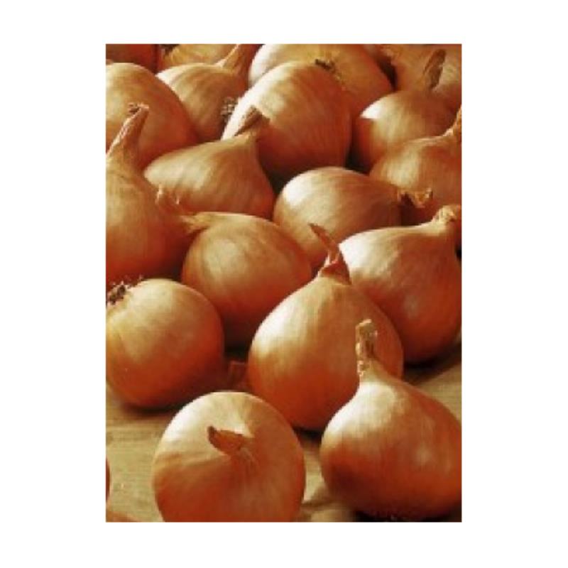 Plantsjalotten Golden Gourmet 7/14cm kiloprijs (25kg zak)