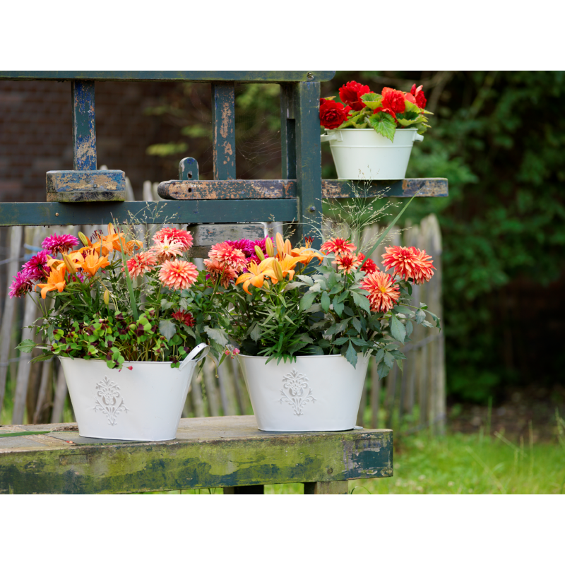 Profit Bulb collectie 36 x 5 Voorjaarsbollen