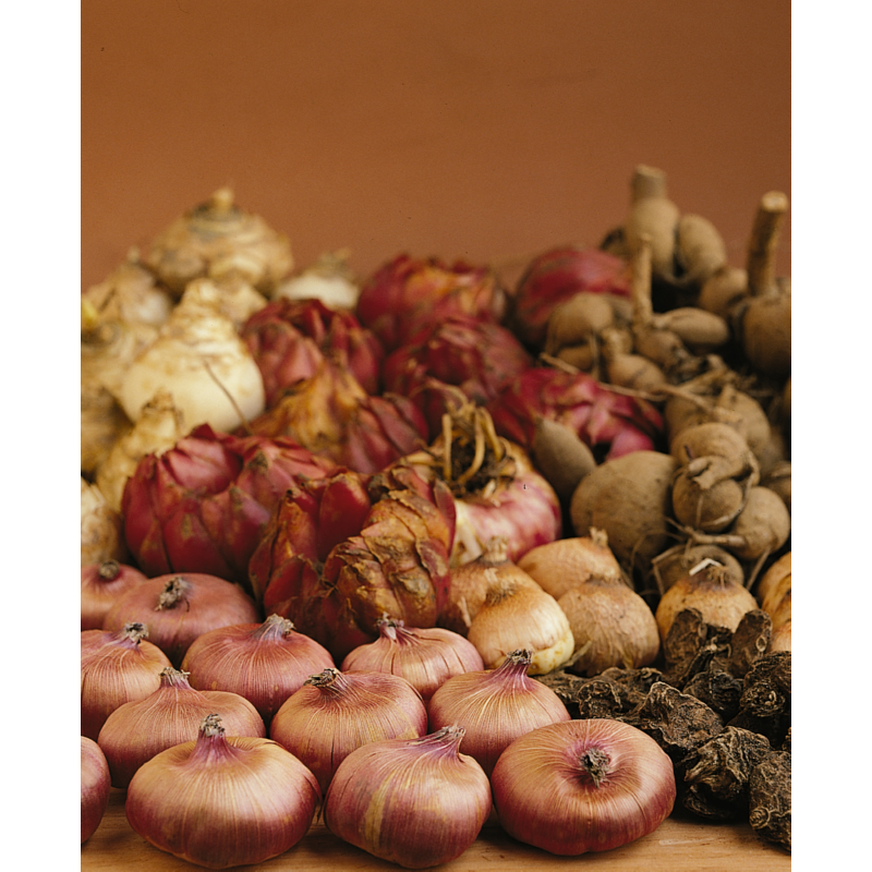 Profit Bulb collectie 36 x 5 Voorjaarsbollen