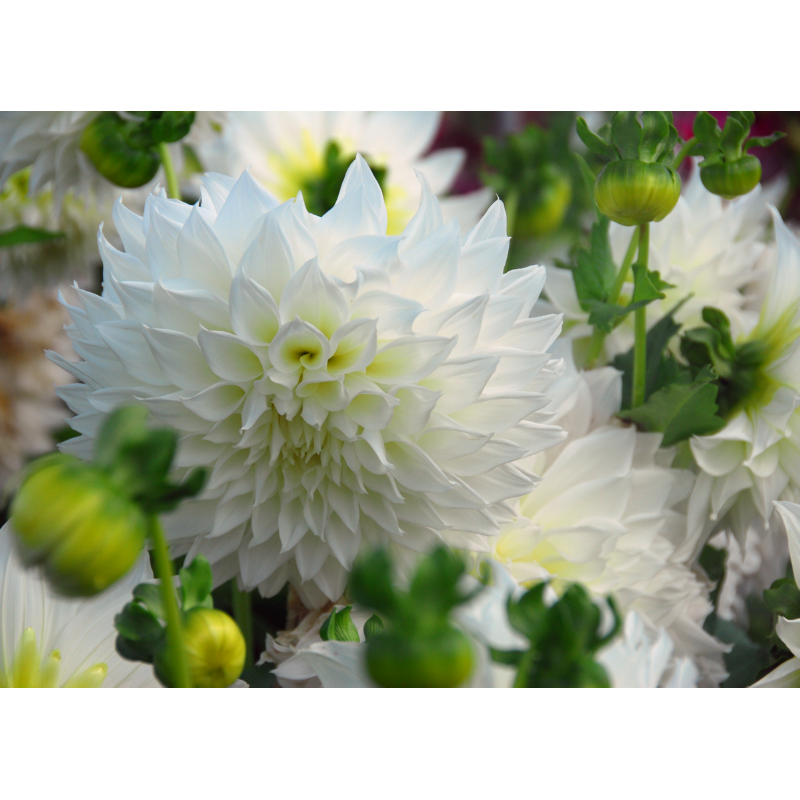 Profit Bulb collectie 36 x 5 Voorjaarsbollen