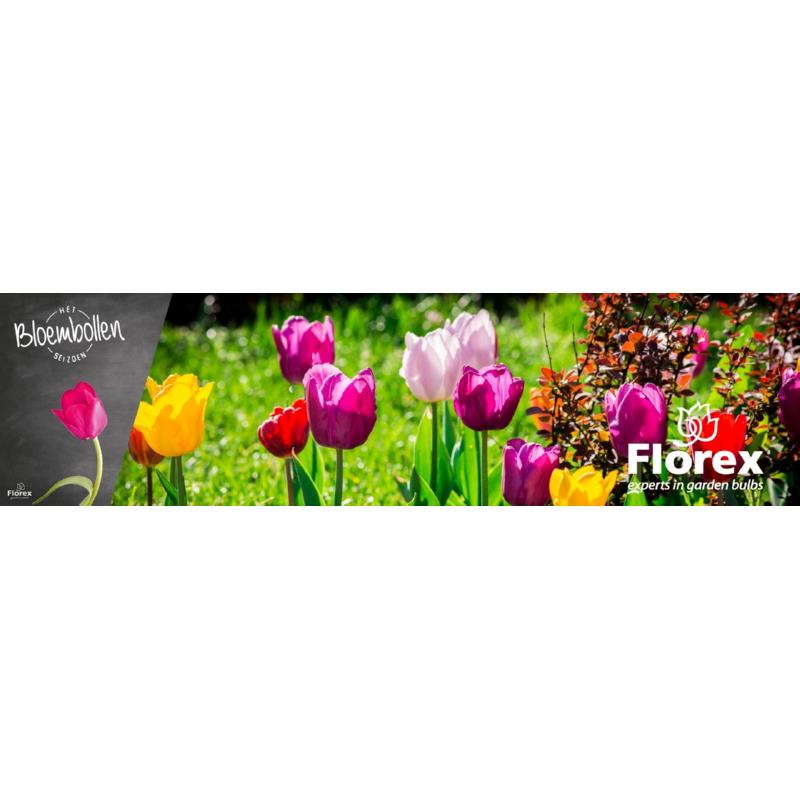 Kopkaart pure Bulbs  60x25