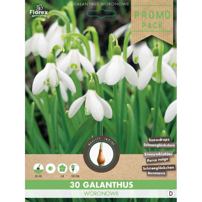 Galanthus Woronowii 5/6 30pcs.