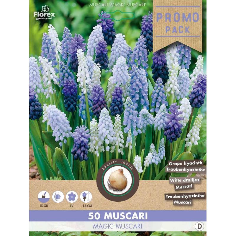 Salespackage Muscari Magic mixed 50pcs.