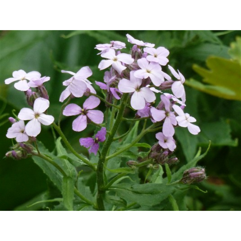 Horti Tops® Hesperis Matronalis Violet / Sweet Rocket