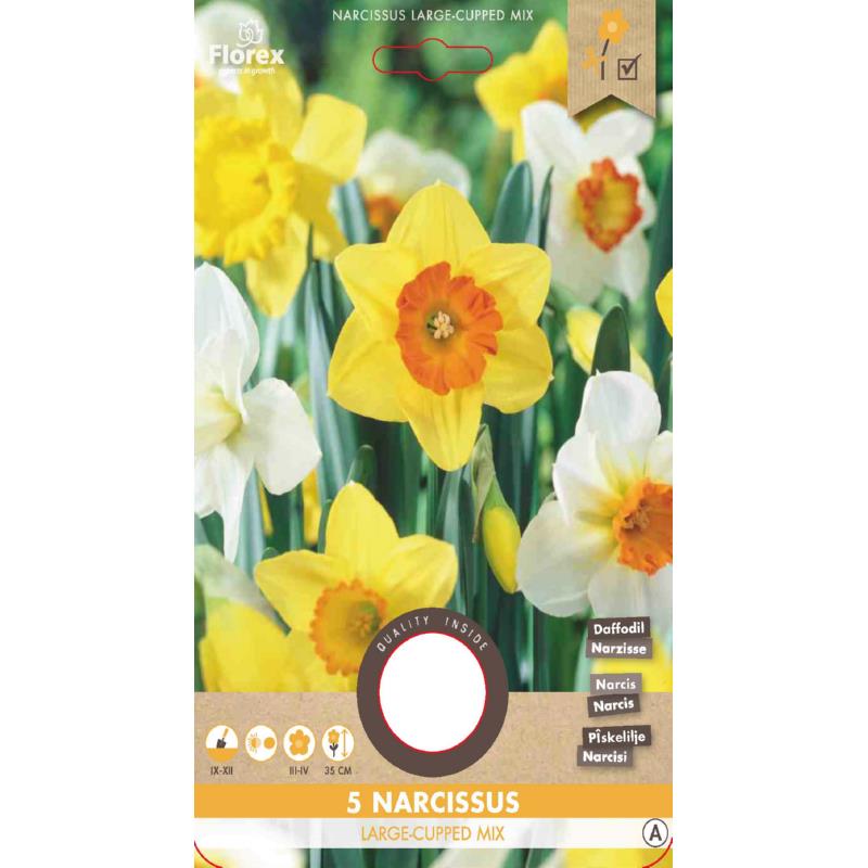 Narcissus Large cupped mix 12/14 5pcs.