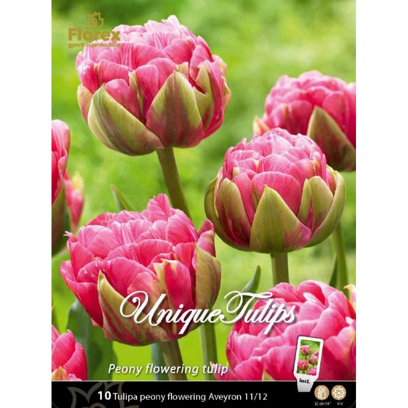 Unique Bulbs Tulip Aveyron 11/12 10pcs.
