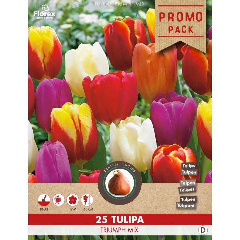Grootverpakking Triumph tulpen mix 11/12 25st.