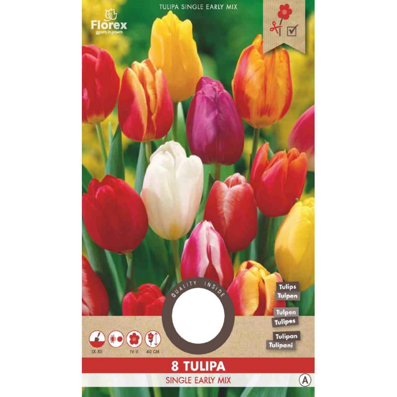 Tulip Single Mix Early 11/12  8pcs