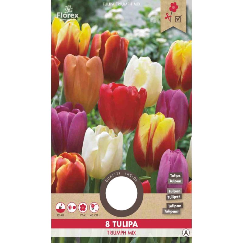 Tulip Triumph mixed 11/12 8pcs.