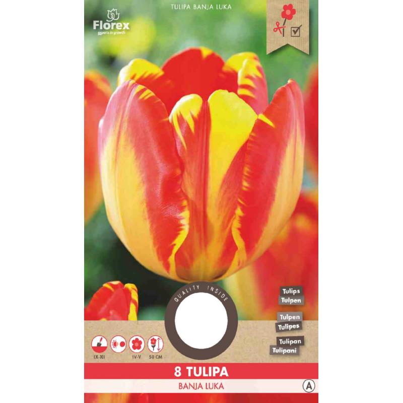 Tulip Darwin Banja Luka 11/12 8pcs.