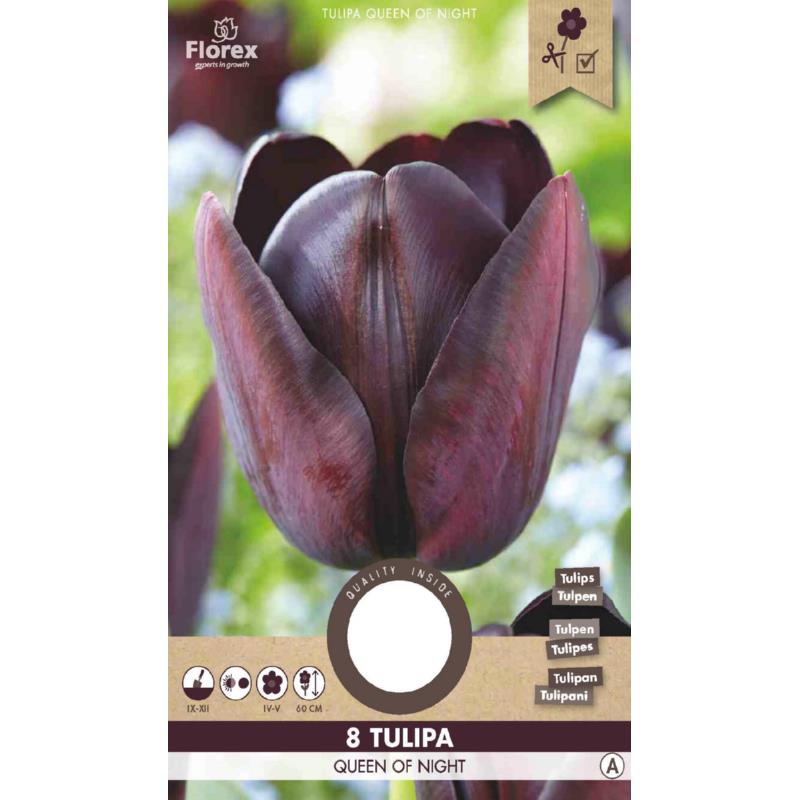 Tulip Queen of Night 11/12  8pcs.
