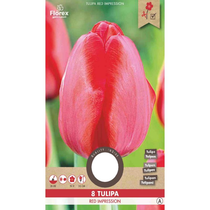 Tulip Red Impression  12+  8pcs.