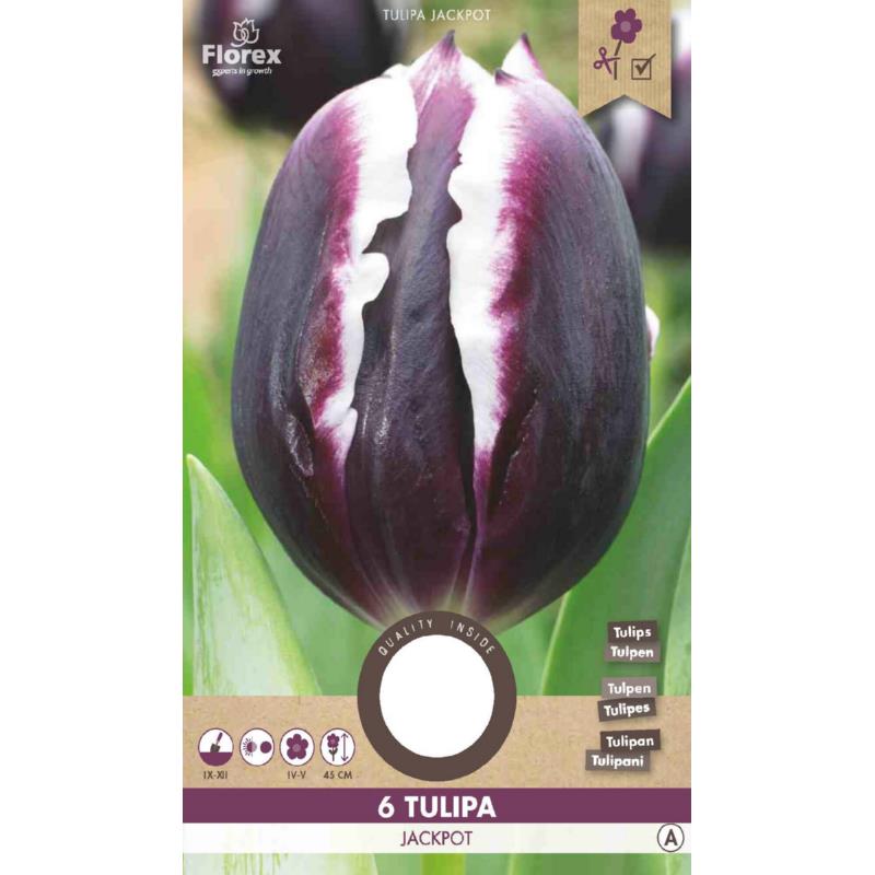 Tulip Triumph Jackpot 11/12 6pcs.