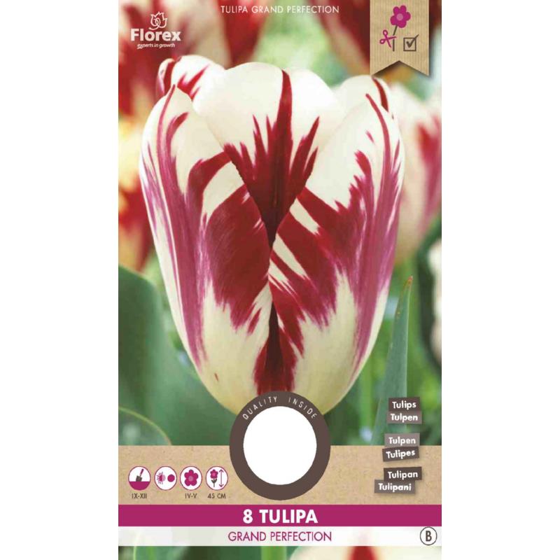 Tulp Grand Perfection 11/12  8st.