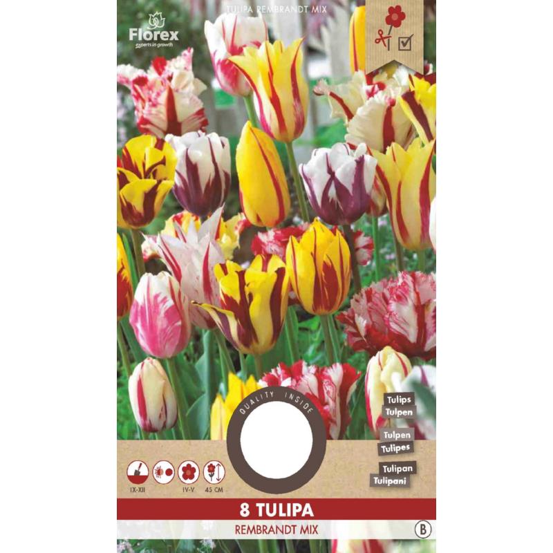 Tulip Rembrandt Mixed 11/12  8pcs.