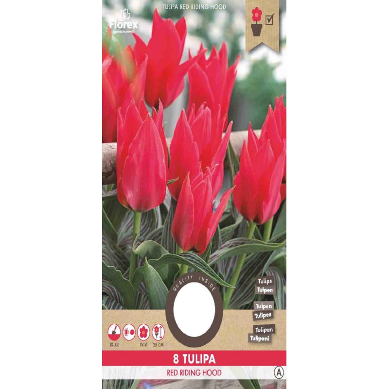 Tulip Greigii Oriental Beauty 11/12  8pcs.