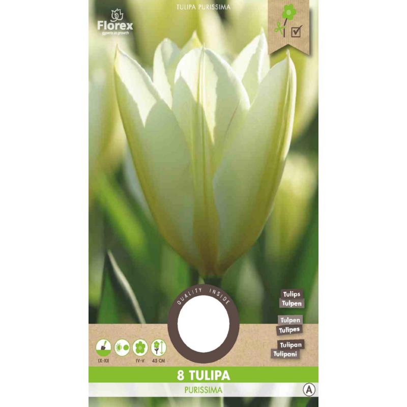 Tulip Fosteriana Purissima 11/12 8pcs.