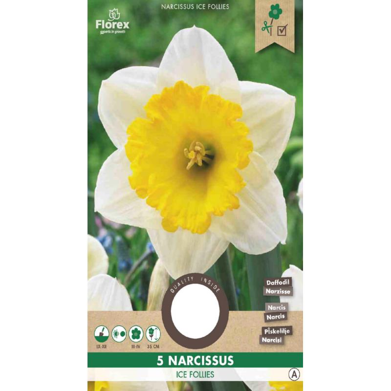 Narcissus Large cupped Ice Follies 12/14 5pcs.