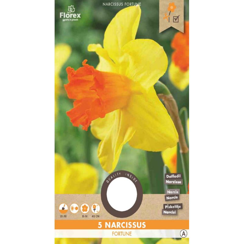 Narcissus Large cupped Forthune 12/14 5pcs.