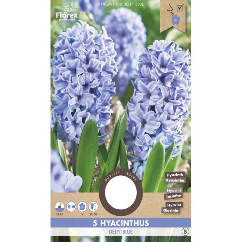 Hyacinths Delft Blue 15/16 5pcs.