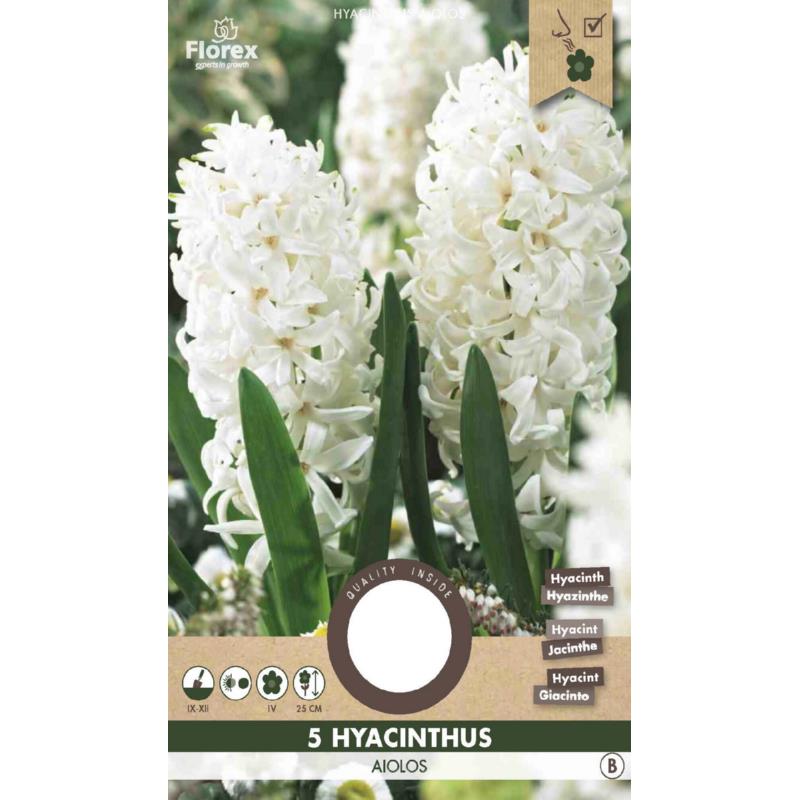 Hyacinth Aiolos White 15/16 5st.