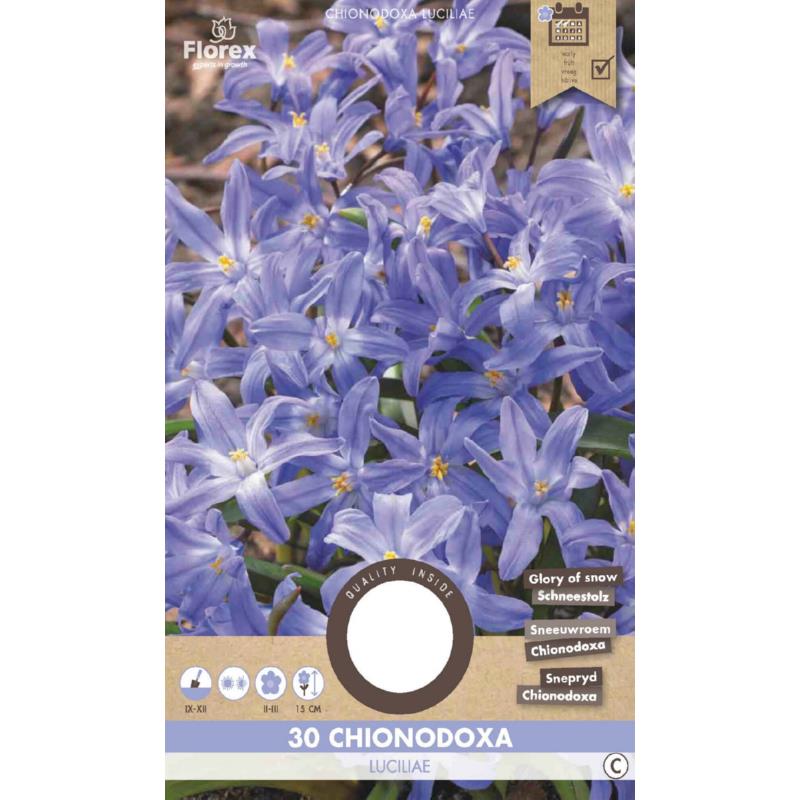 Chionodoxa Luciliae 5/6 30pcs.