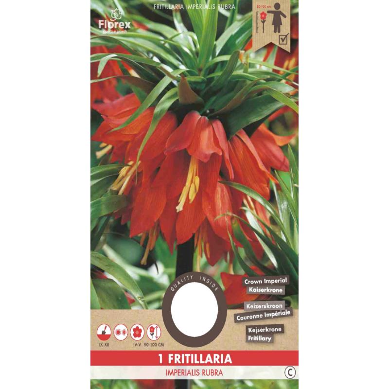 Fritillaria Imperialis Rubra 20/24  1st.