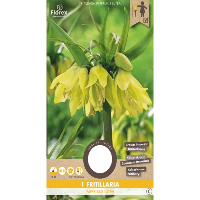 Fritillaria Imperialis Lutea Yellow 20/24  1pc.