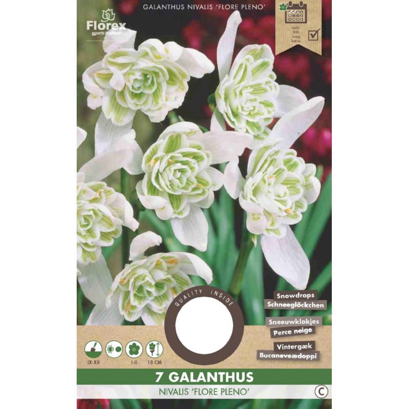 Galanthus Flore pleno 4/5 7pcs.