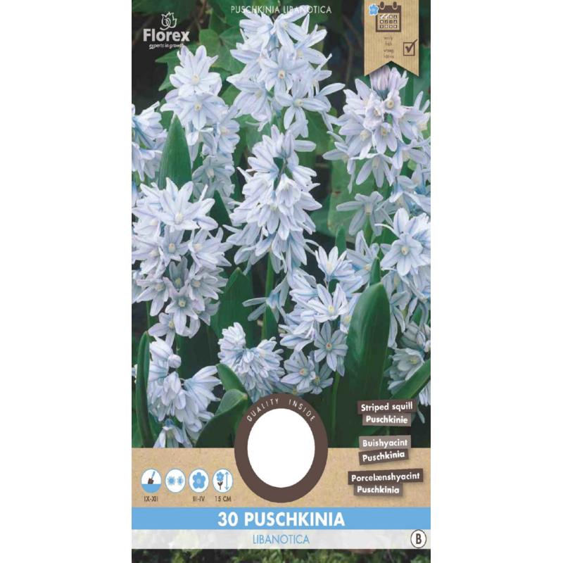 Puschkinia Libanotica 5/6 30pcs.