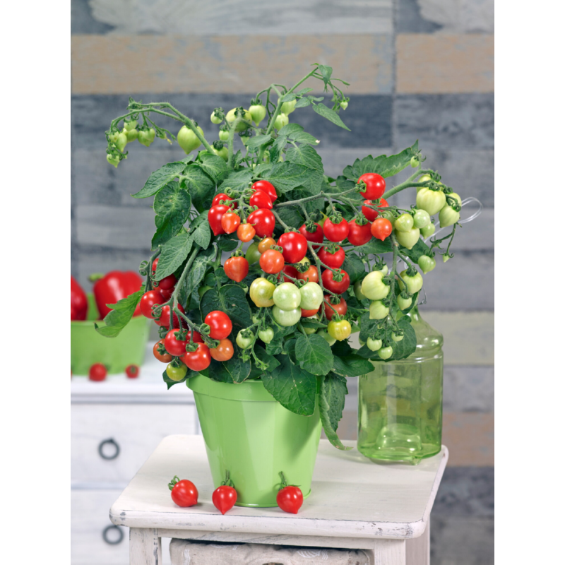 Buzzy® Tomato Heartbreaker F1