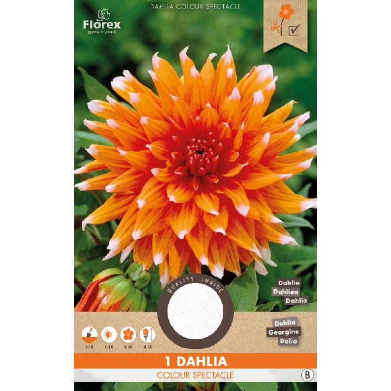Dahlia Cactus Color Spectacle Orange 1pc.
