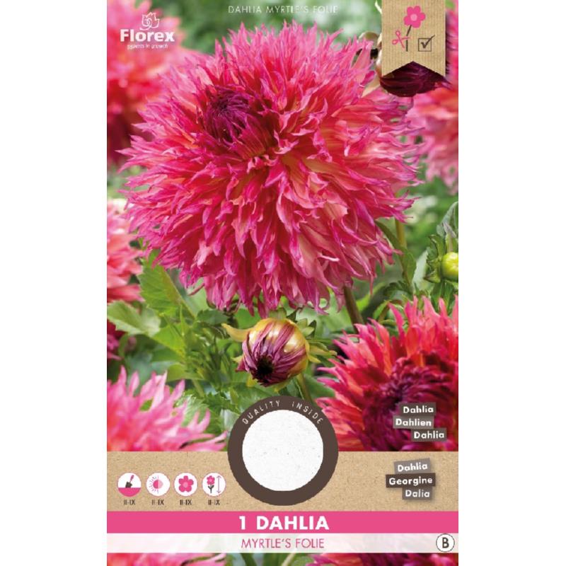 Dahlia Cactus Myrtle's Folie 1st.