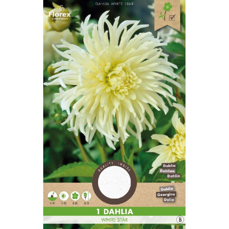 Dahlia Cactus White Star 1st.