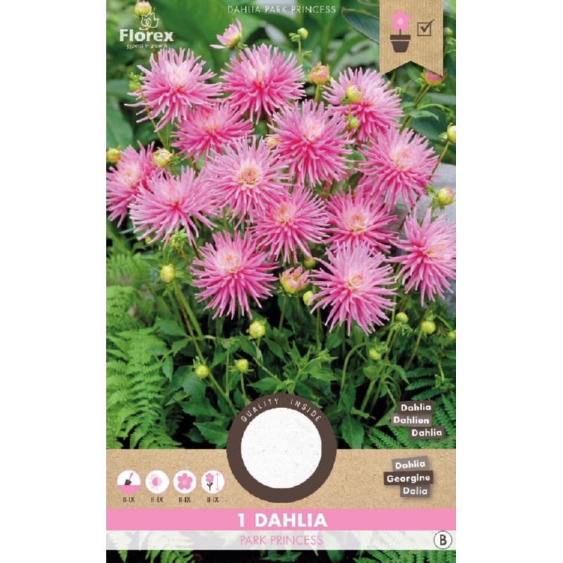Dahlia Cactus Park Princess Pink 1pc.