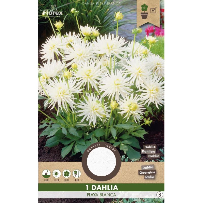 Dahlia Cactus Park Playa Blanca 1st.