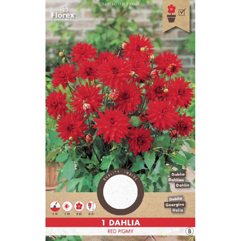 Dahlia Cactus Park Red Pigmy 1st.