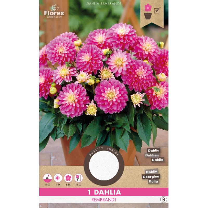 Dahlia Decoratief Gallery Rembrandt 1st.