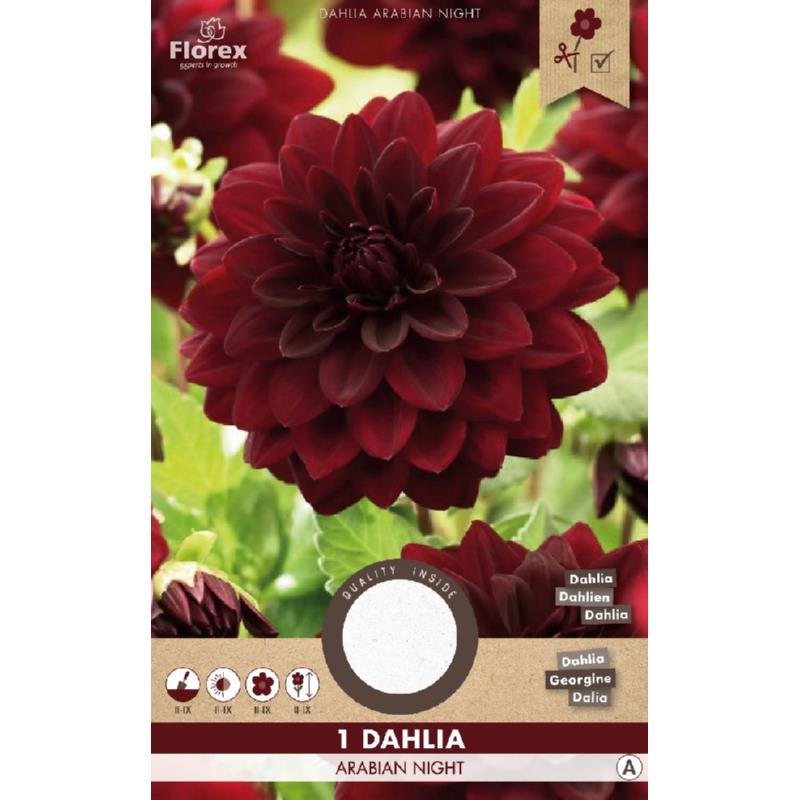 Dahlia Decorative Arabian Night 1pc.
