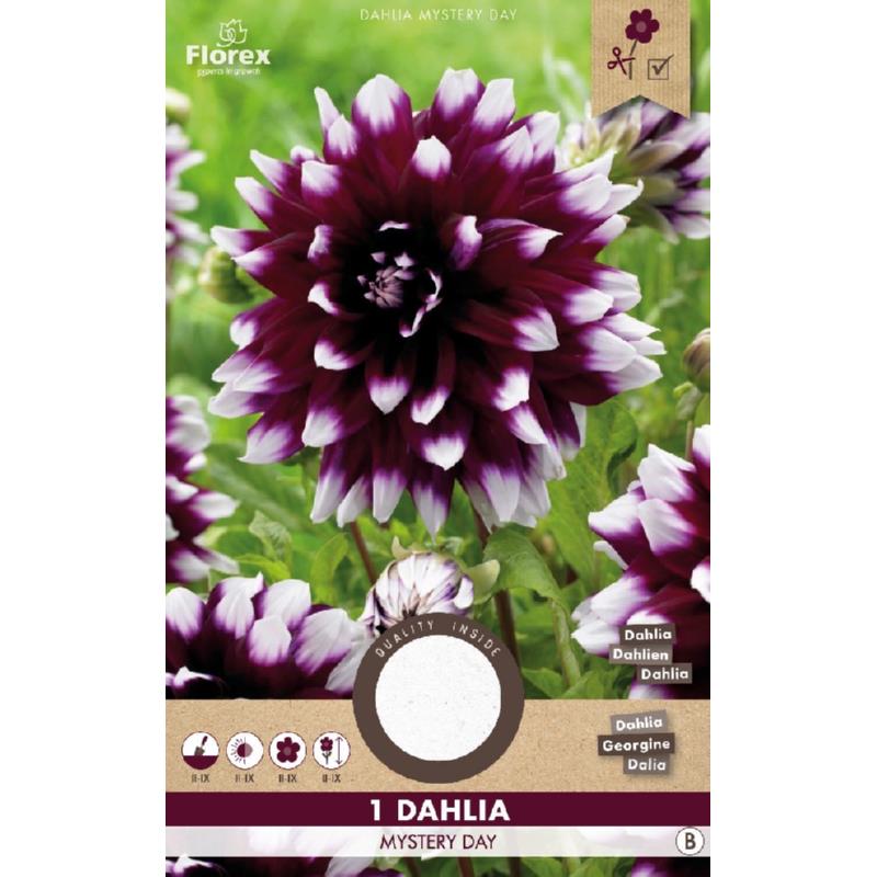 Dahlia Decoratief Mystery Day Paars/wit 1st.