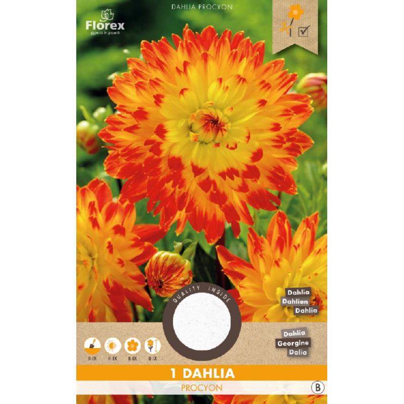 Dahlia Decorative Procyon  Yellow-Red 1pc.