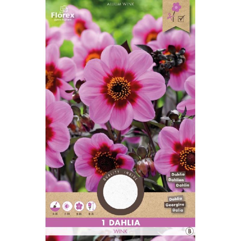 Dahlia Mignon Happy Single Wink Rose 1pc.
