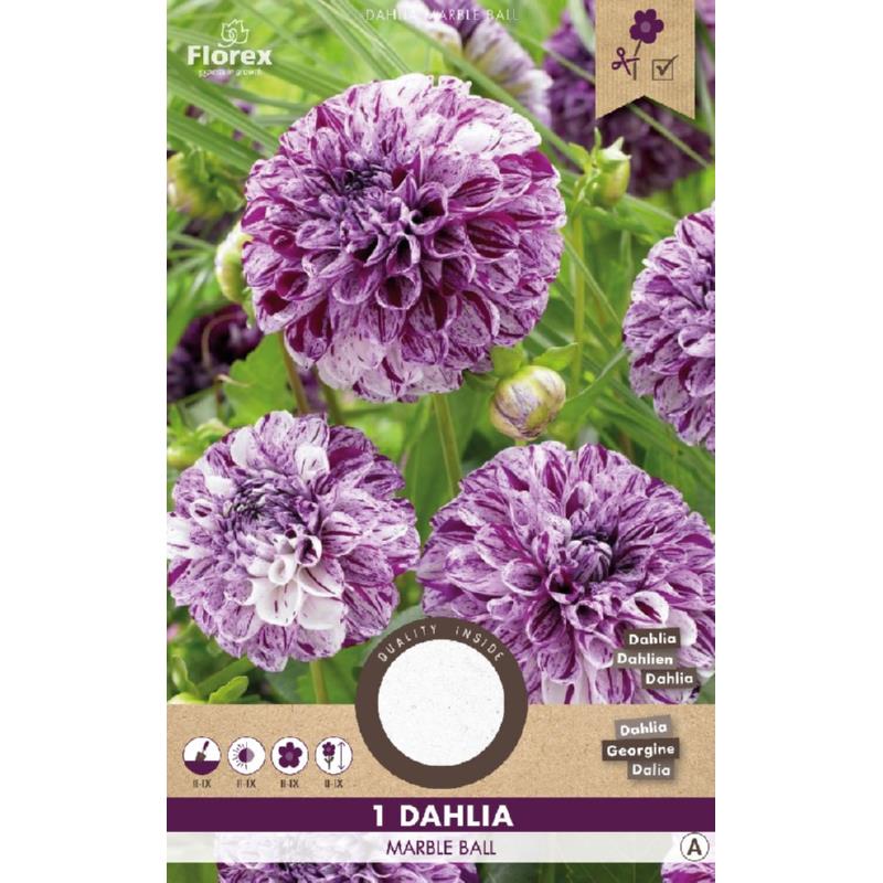 Dahlia Pompon Marble Ball Paars 1st.