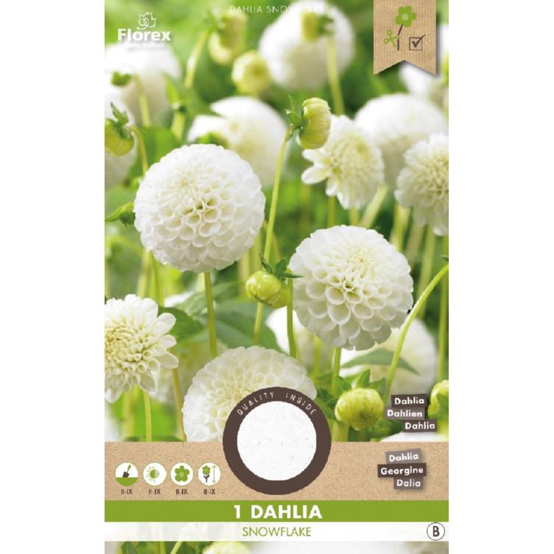 Dahlia Pompon Snowflake 1pc.