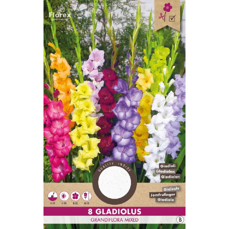 Gladiool Grandiflora mix 8st.