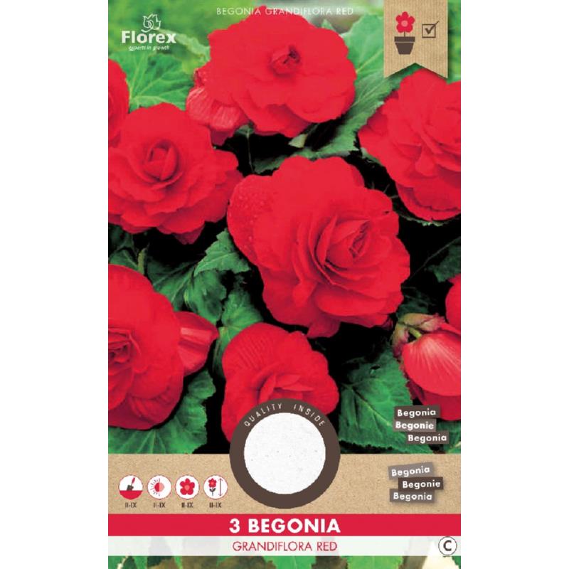 Begonia Dubbel Rood 3st.