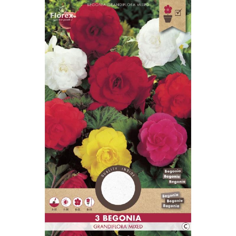 Begonia Dubbel Mix 3st.